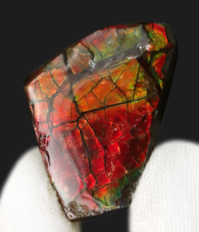 燃えるような赤、橙を呈する、カナダ・アルバータ州産の宝石、アンモライト(Ammolite)の天然石(その3)