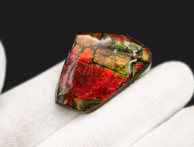 燃えるような赤、橙を呈する、カナダ・アルバータ州産の宝石、アンモライト(Ammolite)の天然石(その4)