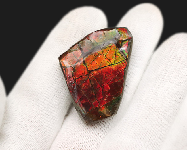 燃えるような赤、橙を呈する、カナダ・アルバータ州産の宝石、アンモライト(Ammolite)の天然石(その5)