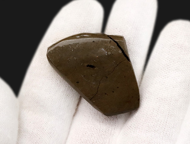 燃えるような赤、橙を呈する、カナダ・アルバータ州産の宝石、アンモライト(Ammolite)の天然石(その6)