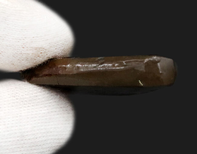 燃えるような赤、橙を呈する、カナダ・アルバータ州産の宝石、アンモライト(Ammolite)の天然石(その7)