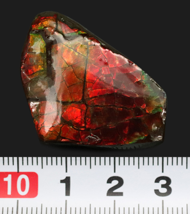 燃えるような赤、橙を呈する、カナダ・アルバータ州産の宝石、アンモライト(Ammolite)の天然石(その8)