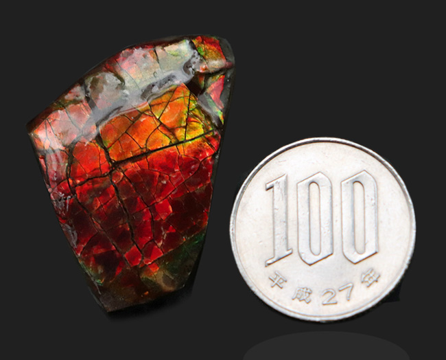燃えるような赤、橙を呈する、カナダ・アルバータ州産の宝石、アンモライト(Ammolite)の天然石(その9)