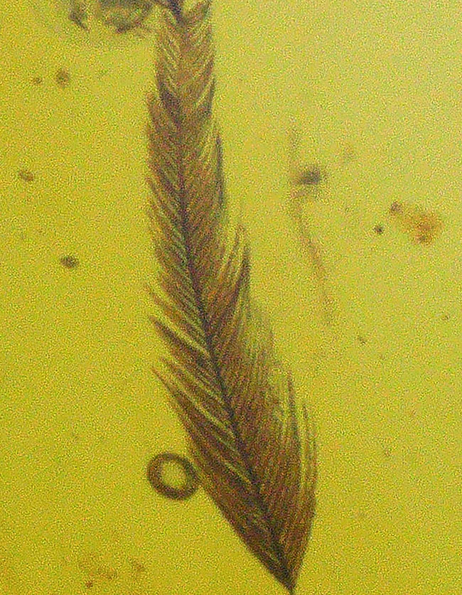 琥珀ファンのみならず恐竜ファンにもご注目いただきたい！羽毛を内包したミャンマー琥珀、バーマイト（Burmite）（その1）