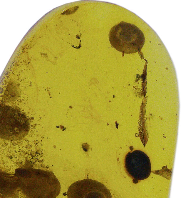 琥珀ファンのみならず恐竜ファンにもご注目いただきたい！羽毛を内包