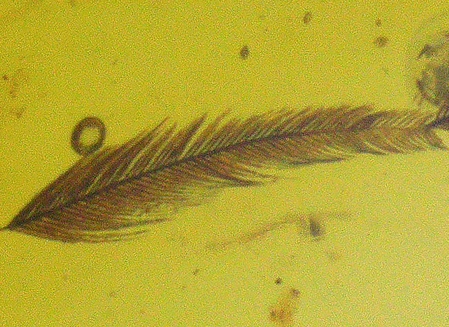 琥珀ファンのみならず恐竜ファンにもご注目いただきたい！羽毛を内包したミャンマー琥珀、バーマイト（Burmite）（その6）