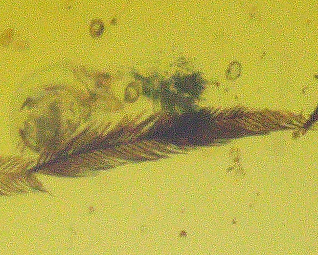 琥珀ファンのみならず恐竜ファンにもご注目いただきたい！羽毛を内包したミャンマー琥珀、バーマイト（Burmite）（その7）