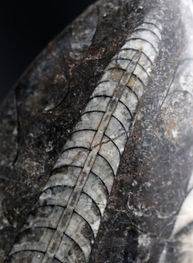 最古の頭足類の一つ、直角貝ことオルソセラス(Orthoceras)の化石(その1)