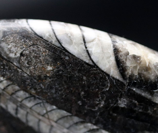 最古の頭足類の一つ、直角貝ことオルソセラス(Orthoceras)の化石(その5)