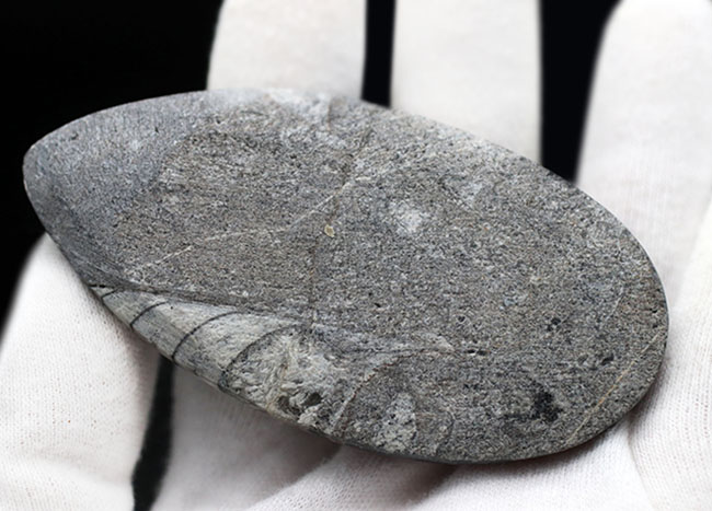最古の頭足類の一つ、直角貝ことオルソセラス(Orthoceras)の化石(その6)
