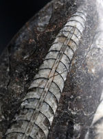 最古の頭足類の一つ、直角貝ことオルソセラス（Orthoceras）の化石