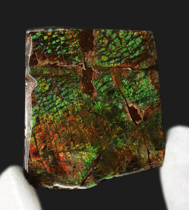 グリーンの鱗状の模様を持つ、美しき宝石、アンモライト（Ammolite）のピース（その1）