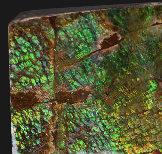グリーンの鱗状の模様を持つ、美しき宝石、アンモライト(Ammolite)のピース(その2)