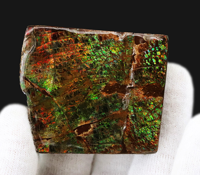 グリーンの鱗状の模様を持つ、美しき宝石、アンモライト(Ammolite)のピース(その3)