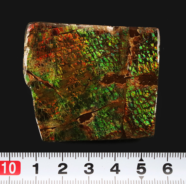 グリーンの鱗状の模様を持つ、美しき宝石、アンモライト(Ammolite)のピース(その7)