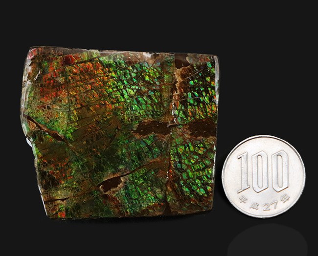 グリーンの鱗状の模様を持つ、美しき宝石、アンモライト（Ammolite）のピース（その8）