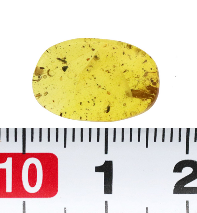 琥珀 化石 サソリ バーマイト中生代白亜紀