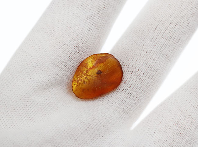 およそ３０００万年前の古代の羽虫を閉じ込めた内包したドミニカ産琥珀（Amber）（その3）
