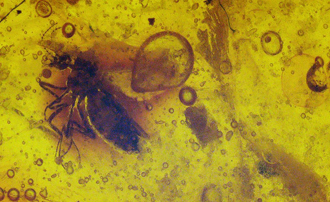 およそ3000万年前の古代の羽虫を内包した内包したドミニカ産琥珀(Amber)(その4)