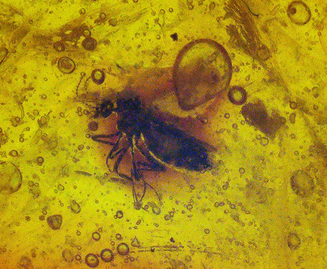 およそ3000万年前の古代の羽虫を内包した内包したドミニカ産琥珀(Amber)(その5)