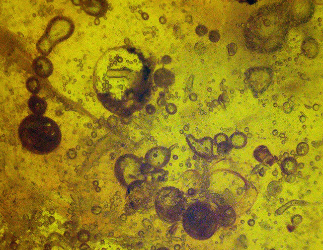 およそ3000万年前の古代の羽虫を内包した内包したドミニカ産琥珀(Amber)(その6)
