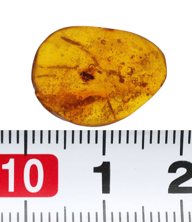 およそ3000万年前の古代の羽虫を内包した内包したドミニカ産琥珀(Amber)(その7)
