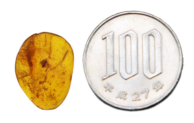 およそ3000万年前の古代の羽虫を内包した内包したドミニカ産琥珀(Amber)(その8)