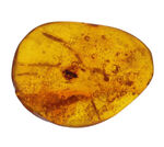 およそ３０００万年前の古代の羽虫を閉じ込めた内包したドミニカ産琥珀（Amber）