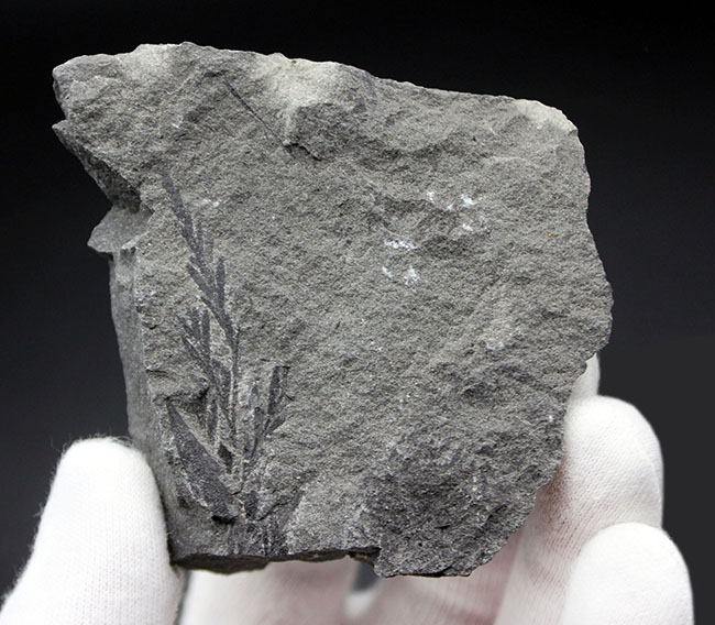 マニアックな化石ファンに送る、国産の中生代白亜紀のシダ植物の化石。徳島県勝浦郡産（その1）