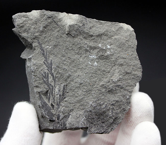 マニアックな化石ファンに送る、国産の中生代白亜紀のシダ植物の化石。徳島県勝浦郡産(その1)