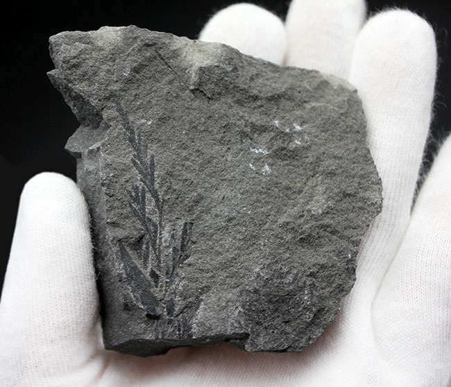 マニアックな化石ファンに送る、国産の中生代白亜紀のシダ植物の化石。徳島県勝浦郡産(その3)