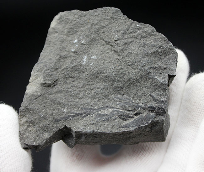 マニアックな化石ファンに送る、国産の中生代白亜紀のシダ植物の化石。徳島県勝浦郡産(その4)