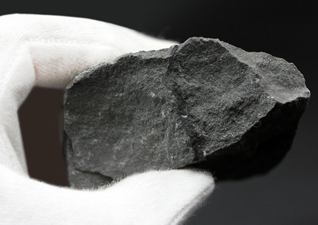 マニアックな化石ファンに送る、国産の中生代白亜紀のシダ植物の化石。徳島県勝浦郡産(その5)
