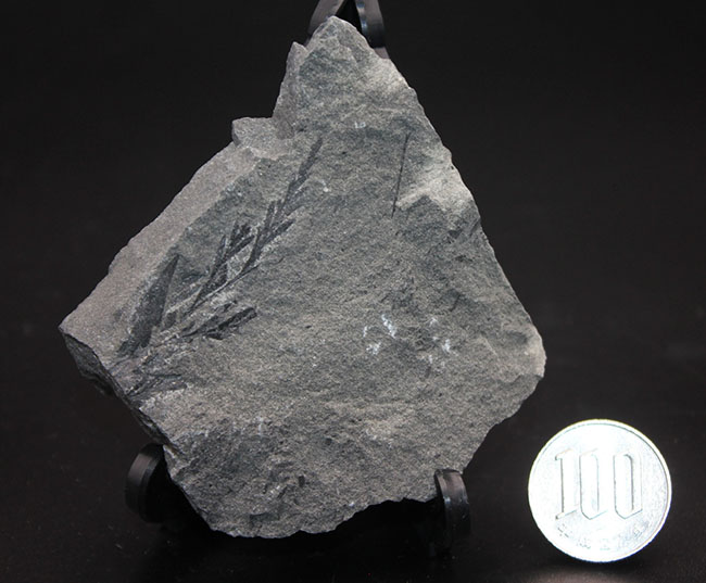 マニアックな化石ファンに送る、国産の中生代白亜紀のシダ植物の化石。徳島県勝浦郡産（その6）