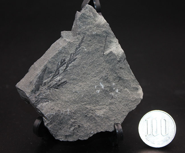 マニアックな化石ファンに送る、国産の中生代白亜紀のシダ植物の化石。徳島県勝浦郡産(その6)