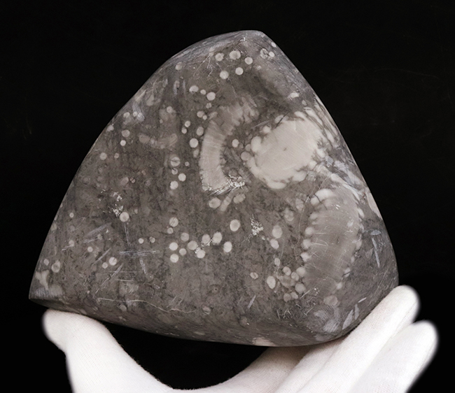 徹底的に研磨され模様にご注目、国内マニアックシリーズ!日本古生物学発祥の地から採集されたウミユリの群集部分化石(その1)