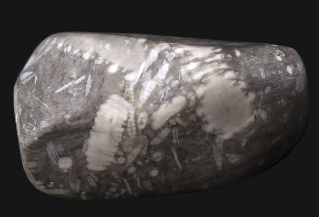 徹底的に研磨され模様にご注目、国内マニアックシリーズ!日本古生物学発祥の地から採集されたウミユリの群集部分化石(その5)