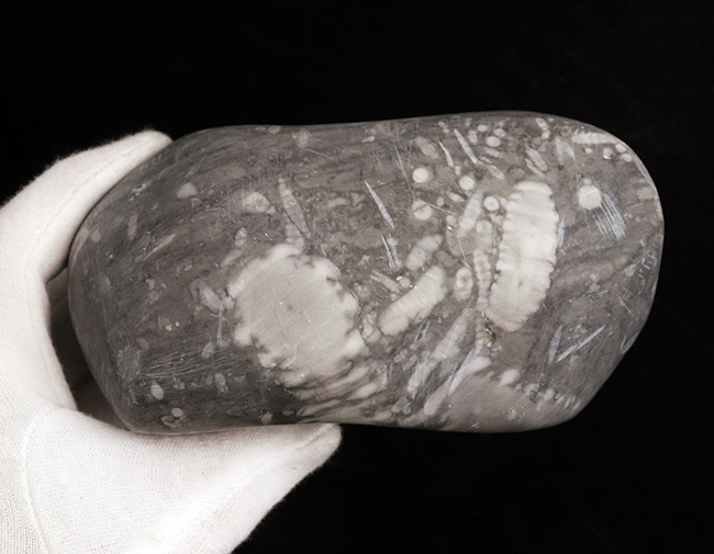 徹底的に研磨され模様にご注目、国内マニアックシリーズ!日本古生物学発祥の地から採集されたウミユリの群集部分化石(その6)