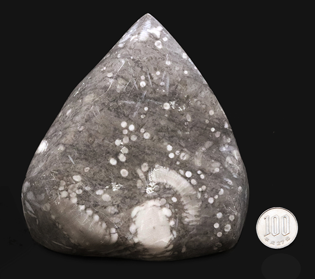 徹底的に研磨され模様にご注目、国内マニアックシリーズ！日本古生物学