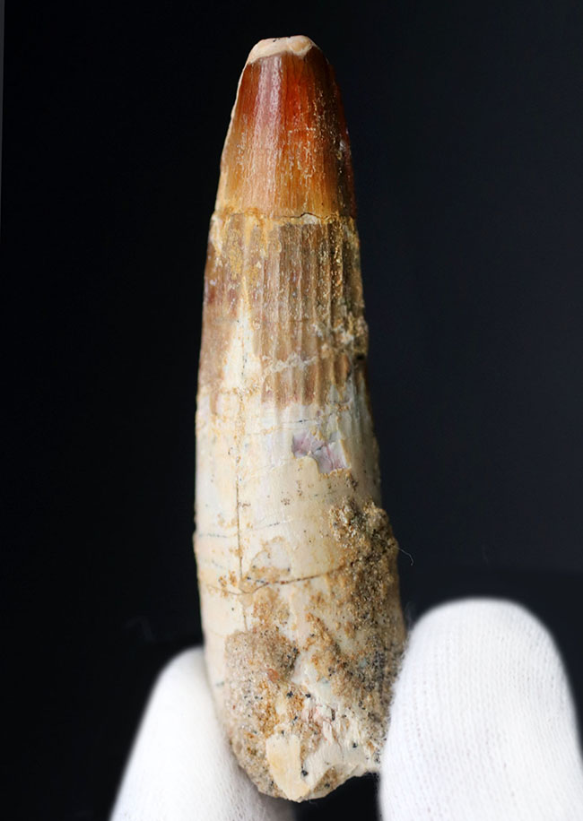 伸びやかなフォルム!獣脚類恐竜、スピノサウルス(Spinosaurus)歯化石(その1)