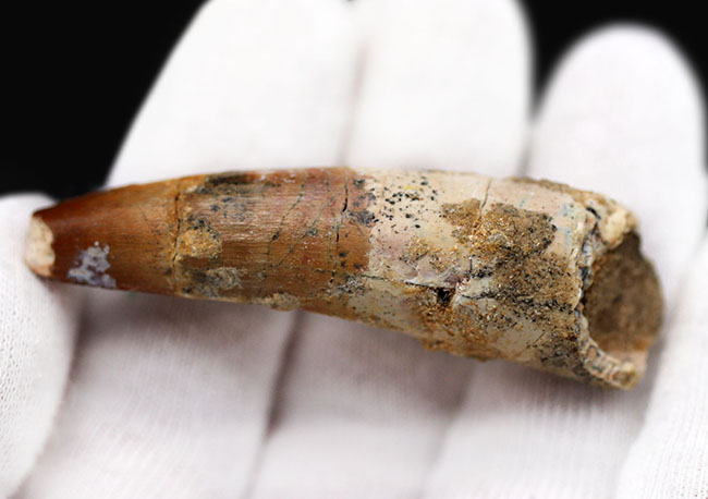 スピのザウルスの歯（獣脚類） SCIENCE 恐竜の化石「スピノサウルスの歯 化石（獣脚類）約40mm