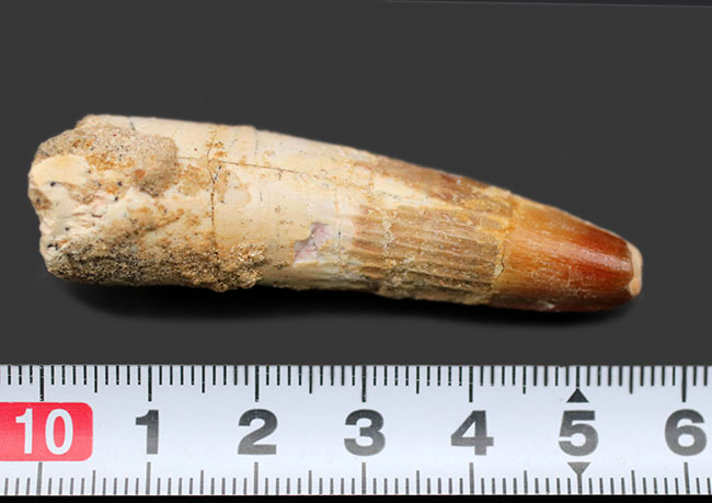 伸びやかなフォルム!獣脚類恐竜、スピノサウルス(Spinosaurus)歯化石(その6)