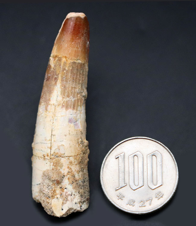 恐竜　獣脚類　スピノサウルス歯化石　特大 恐竜 獣脚類 スピノサウルス歯化石 特大 SCIENCE 恐竜の化石