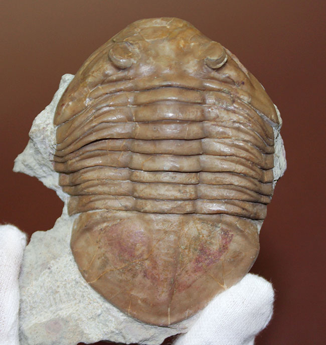 ブルドーザーのような迫力、非常に幅広の個体、ロシア産アサフス・ラトゥス(Asaphus latus)(その1)