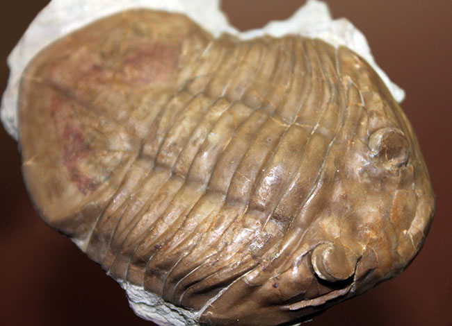 ブルドーザーのような迫力、非常に幅広の個体、ロシア産アサフス・ラトゥス(Asaphus latus)(その10)