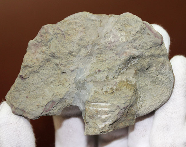 ブルドーザーのような迫力、非常に幅広の個体、ロシア産アサフス・ラトゥス(Asaphus latus)(その11)