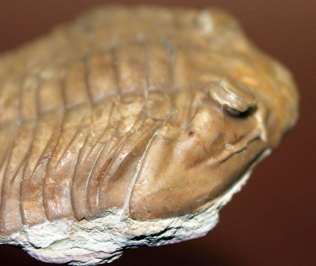 ブルドーザーのような迫力、非常に幅広の個体、ロシア産アサフス・ラトゥス(Asaphus latus)(その12)