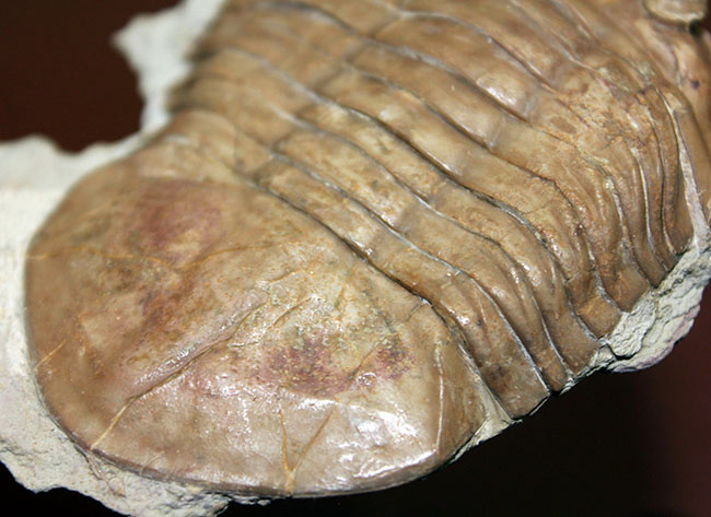 ブルドーザーのような迫力、非常に幅広の個体、ロシア産アサフス・ラトゥス(Asaphus latus)(その13)