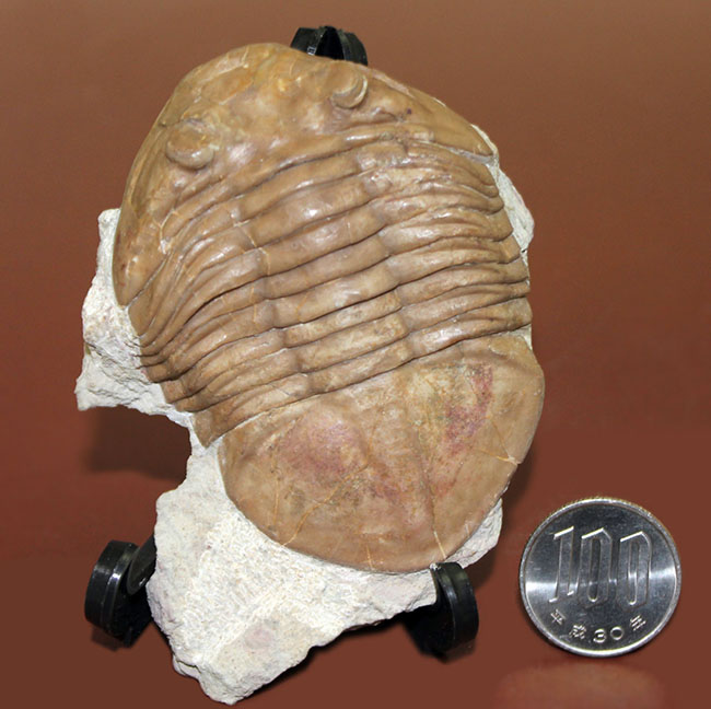 ブルドーザーのような迫力、非常に幅広の個体、ロシア産アサフス・ラトゥス(Asaphus latus)(その14)