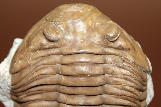 ブルドーザーのような迫力、非常に幅広の個体、ロシア産アサフス・ラトゥス(Asaphus latus)(その2)